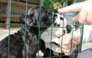Rasa Buldog Pui Franceze