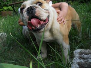 Bulldog englez