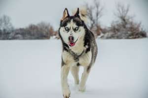 Pierdut Husky Siberin