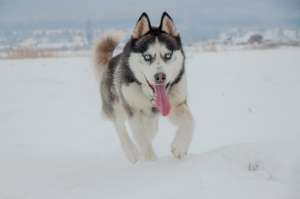 Pierdut Husky Siberin