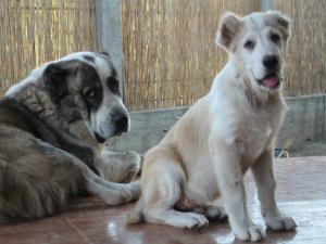 CIOBANESC DE ASIA CENTRALA-THE BEST FRIEND