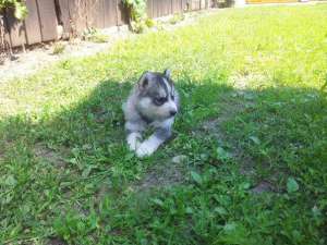 vand urgent husky siberian 400-550/buc