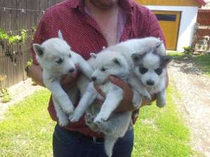 vand urgent husky siberian 400-550/buc