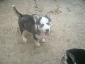 vand urgent husky siberian 400-550/buc