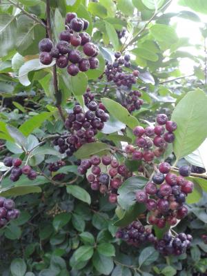 butasi aronia