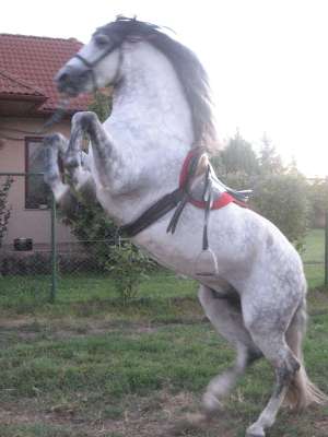 Vand cal spaniol