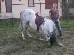 Vand cal spaniol