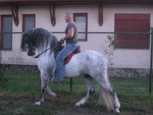 Vand cal spaniol