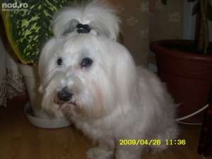 Prenotari pui Bichon Havanez culori diverse 800 lei discutabil