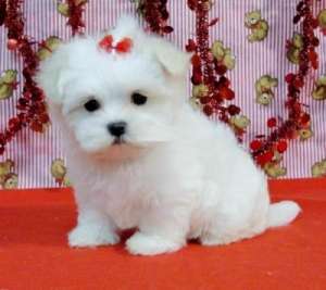 vand catei bichon teacup