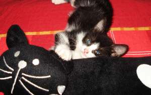 Motanel pentru adoptie!