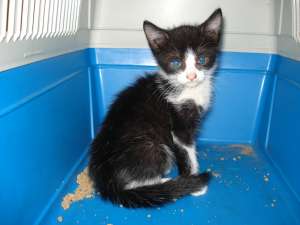 Motanel pentru adoptie!
