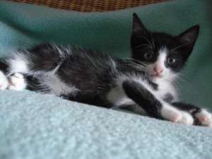 Motanel pentru adoptie!