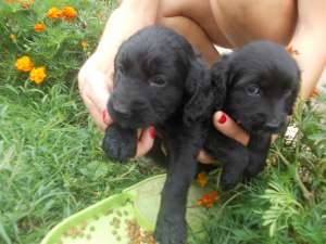 COCKER SPANIEL DE VANZARE