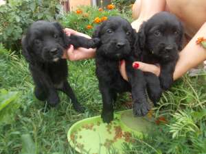 COCKER SPANIEL DE VANZARE