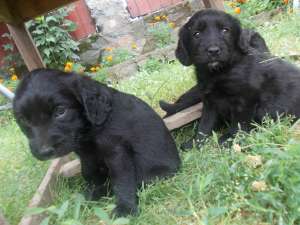 COCKER SPANIEL DE VANZARE