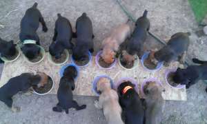 Catelusi cane corso italiano