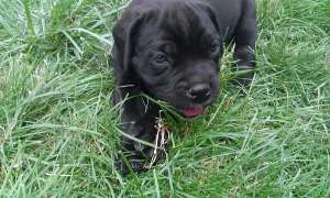 Catelusi cane corso italiano