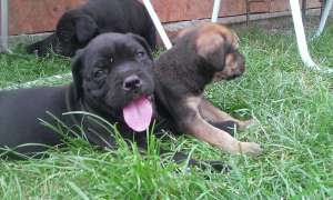 Catelusi cane corso italiano