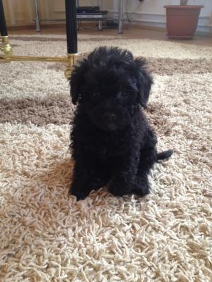 pui caniche negru