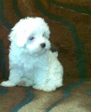 Vand pui bichon maltez - oferta