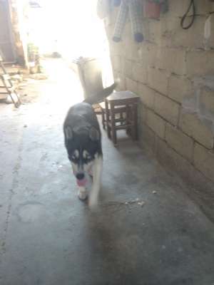 Caut femela husky pentru monta