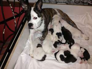 Urgent vand pui de bulldog american