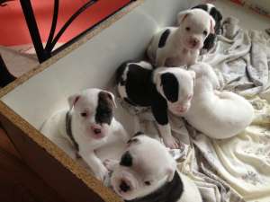 Urgent vand pui de bulldog american