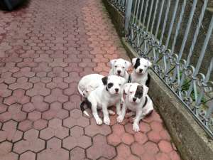 Urgent vand pui de bulldog american