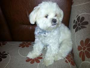 Dau caine bichon havanez la monta