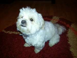 Dau caine bichon havanez la monta