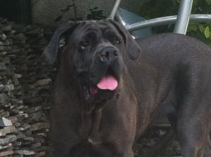 ofer femela cane corso