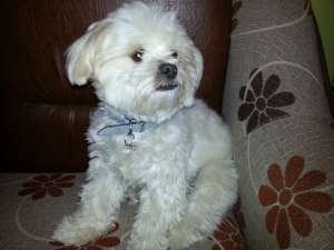 Dau caine bichon havanez la monta
