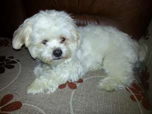 Dau caine bichon havanez la monta