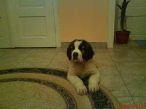 vind catei saint bernard