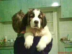 vind catei saint bernard
