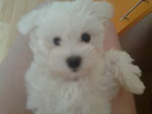 VAND BICHON MALTEZ