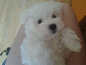 VAND BICHON MALTEZ