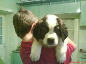 vind catei saint bernard