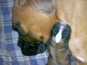 Pui boxer auriu