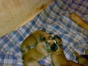 Pui boxer auriu