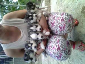 Vand husky siberian