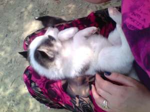 Vand husky siberian