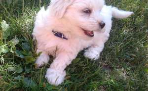 Vand bichon maltese,  mascul,  deparazitat si vaccinat la timp.