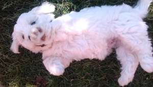 Vand bichon maltese,  mascul,  deparazitat si vaccinat la timp.