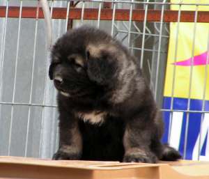 Canisa Transylvania Giant , Ciobanesc caucazian si saint bernard
*****
www.sai