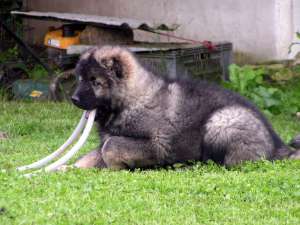 Canisa Transylvania Giant , Ciobanesc caucazian si saint bernard
*****
www.sai