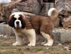 Canisa Transylvania Giant , Ciobanesc caucazian si saint bernard
*****
www.sai