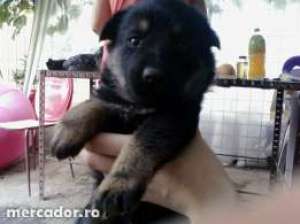 Pui de lup 1 Luna