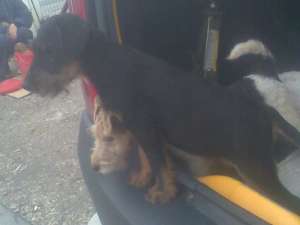 MASCUL SI FEMELA JAGD TERRIER